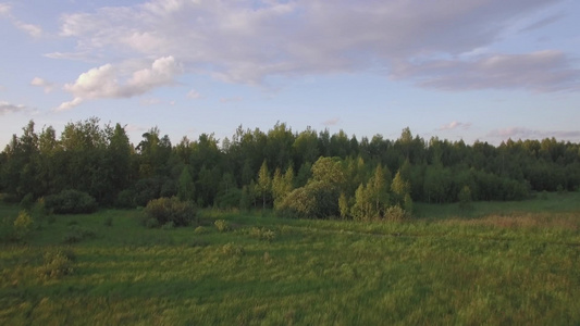阳光下的原始森林视频