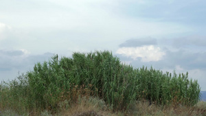 风吹拂着山上的农田和高大的草9秒视频