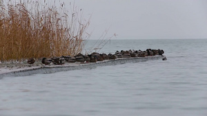 冬季的巴拉顿湖与野鸭29秒视频