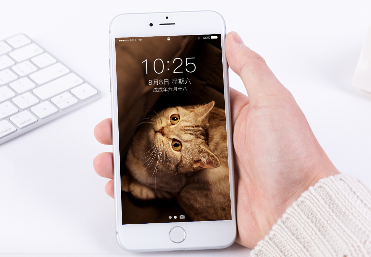 猫咪meme背景图片_猫咪meme背景素材_猫咪meme背景高清图片_摄图网图片下载_第6页