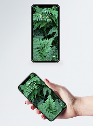 绿叶手机壁纸图片