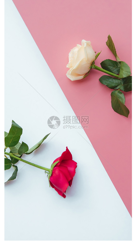 玫瑰爱情手机壁纸图片