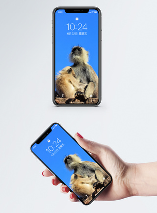 猴子手机壁纸图片