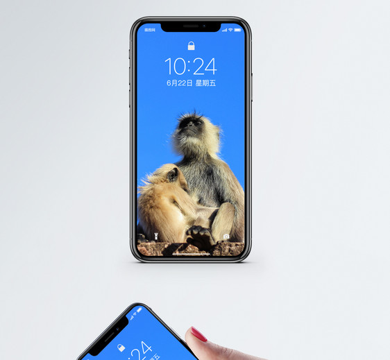 猴子手机壁纸图片