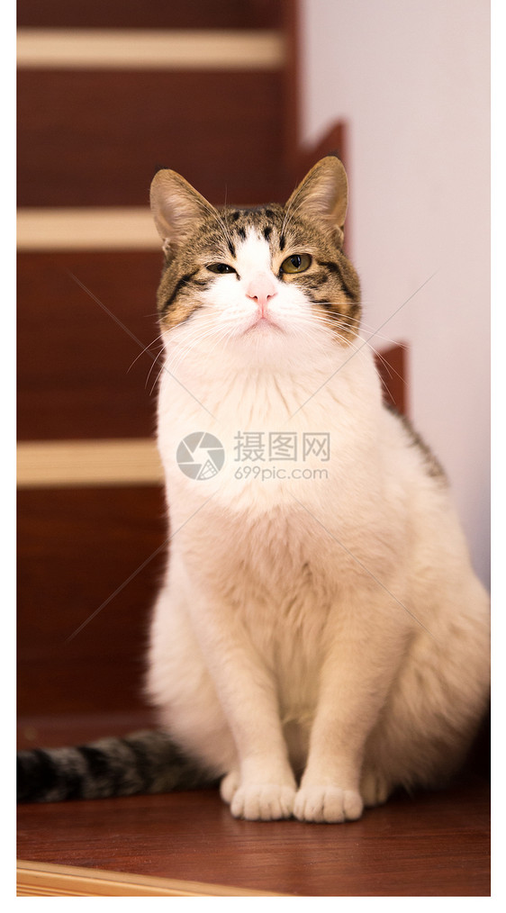 猫手机壁纸图片