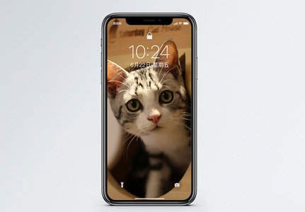 猫咪壁纸图片 猫咪壁纸图片大全 猫咪壁纸背景图片 摄图网 猫咪壁纸图片 猫咪壁纸图片大全 猫咪壁纸背景图片 摄图网