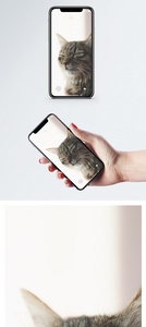 动物手机壁纸图片