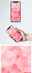 花卉手机壁纸图片