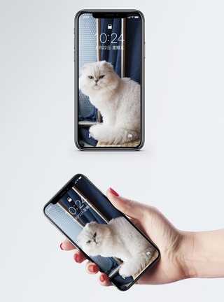 猫手机壁纸图片