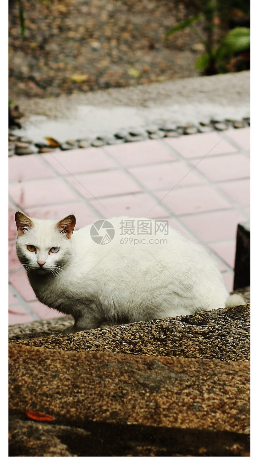白猫手机壁纸模板素材 正版图片 摄图网 白猫手机壁纸模板素材 正版图片 摄图网