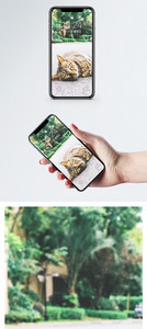 家猫手机壁纸图片