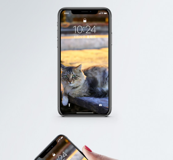 家猫手机壁纸图片