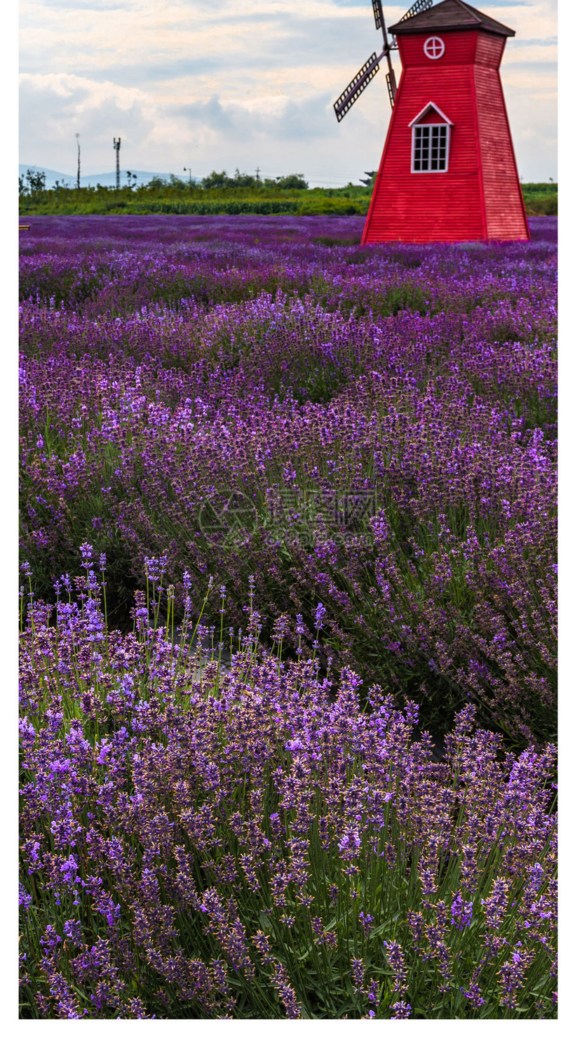 薰衣草花海手机壁纸模板素材 正版图片 摄图网 薰衣草花海手机壁纸模板素材 正版图片 摄图网