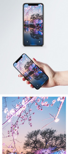 多彩樱花手机壁纸图片