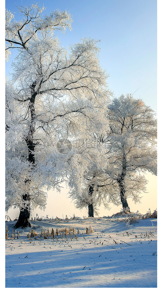 雪地雾凇岛手机壁纸图片