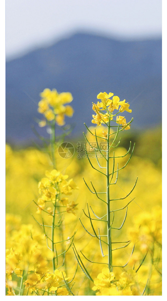 油菜花手机壁纸图片