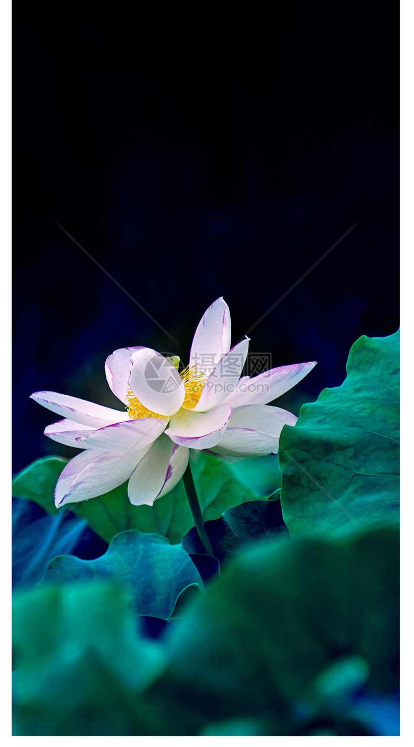 莲花手机壁纸模板素材 正版图片 摄图网 莲花手机壁纸模板素材 正版图片 摄图网
