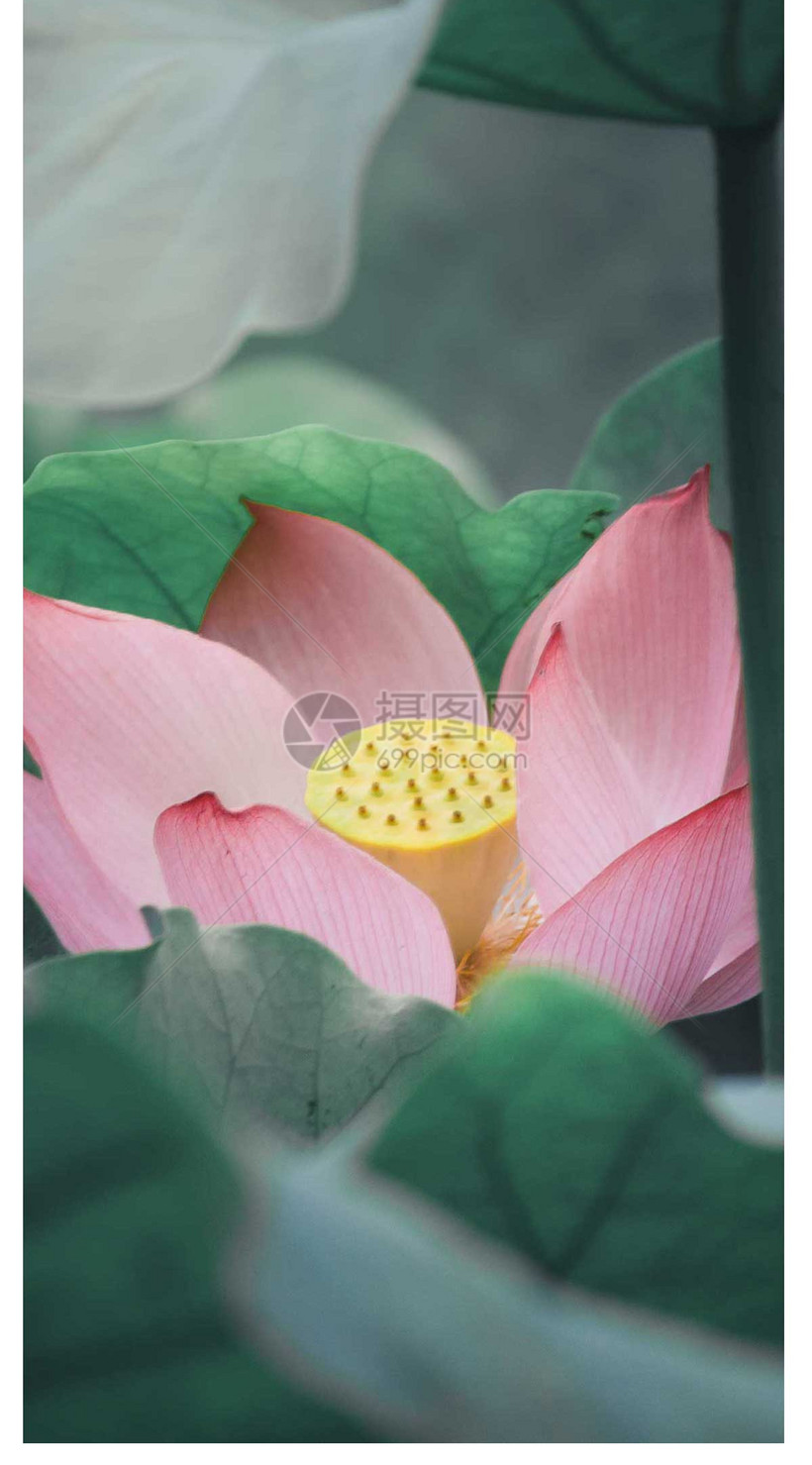 莲花手机壁纸模板素材 正版图片 摄图网