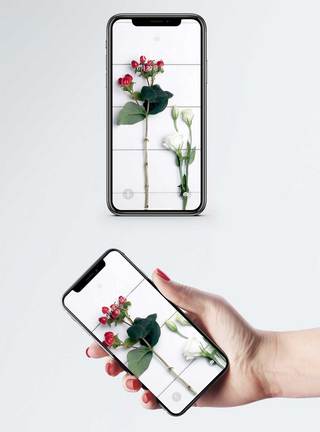 植物手机壁纸图片