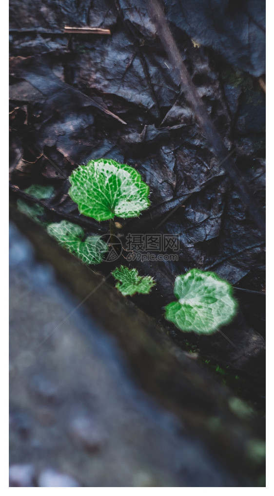 雨后植物手机壁纸图片