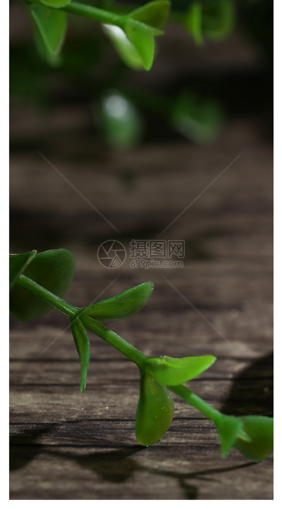 植物叶子手机壁纸图片