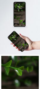 植物叶子手机壁纸图片