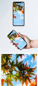 蓝天下的红色枫叶手机壁纸图片