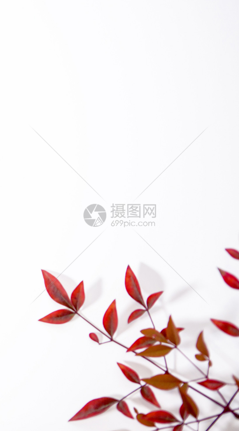 枫手机壁纸模板素材 正版图片 摄图网 枫手机壁纸模板素材 正版图片 摄图网