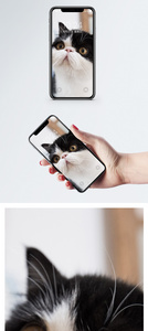 加菲猫手机壁纸图片