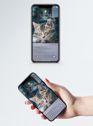 动物图片猫图片免费下载手机壁纸模板