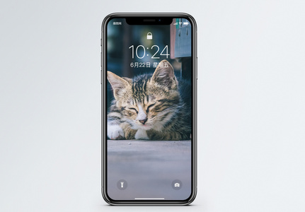 猫图片免费下载手机壁纸图片