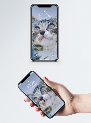 仰望的猫手机壁纸图片