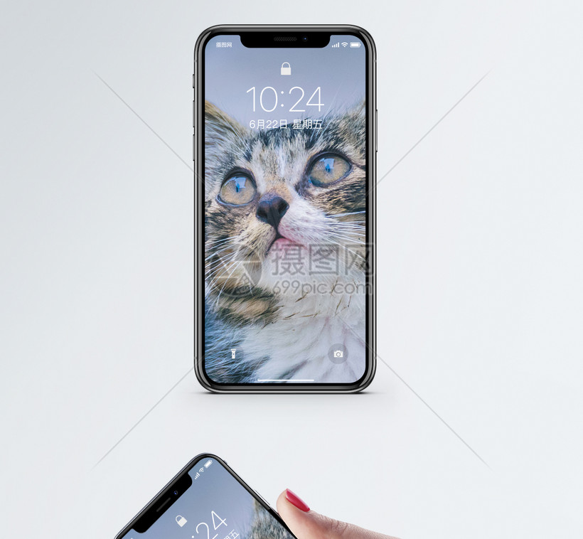 仰望的猫手机壁纸模板素材 正版图片 摄图网