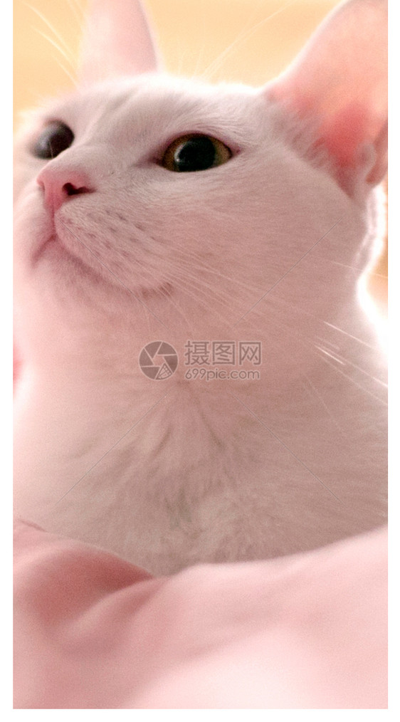 被窝猫手机壁纸图片