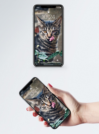 帅气猫手机壁纸图片