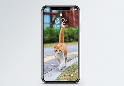 竖着尾巴的猫手机壁纸高清图片