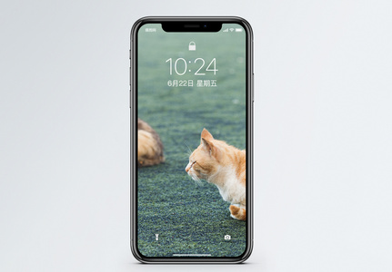 草坪上的两只猫手机壁纸高清图片