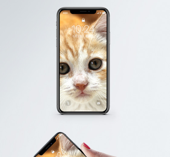 直视的猫手机壁纸图片