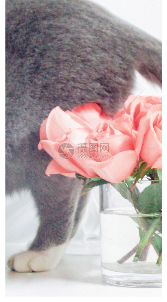 猫尾巴与花手机壁纸图片