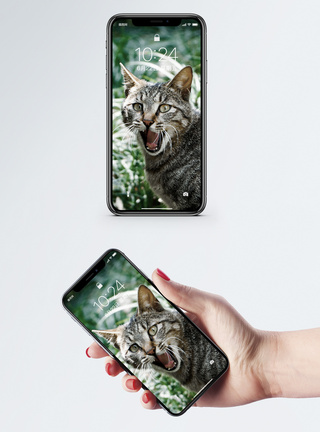 生气的猫手机壁纸图片