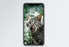 生气的猫手机壁纸图片