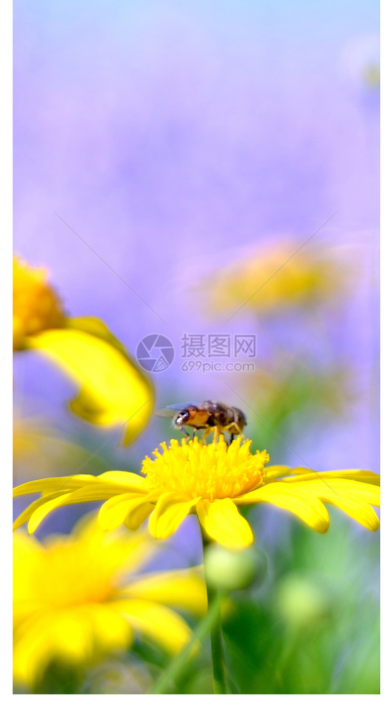 花朵和蜜蜂手机壁纸图片