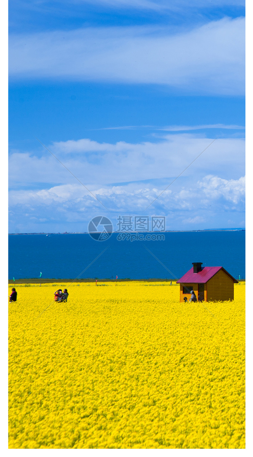 油菜花海和小屋手机壁纸模板素材 正版图片 摄图网 油菜花海和小屋手机壁纸模板素材 正版图片 摄图网