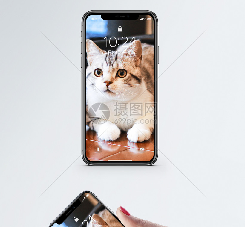 看前面的猫手机壁纸模板素材 正版图片 摄图网