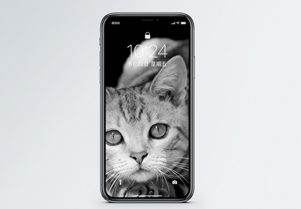 黑白猫手机壁纸图片