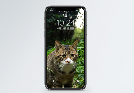 草丛中的猫手机壁纸高清图片