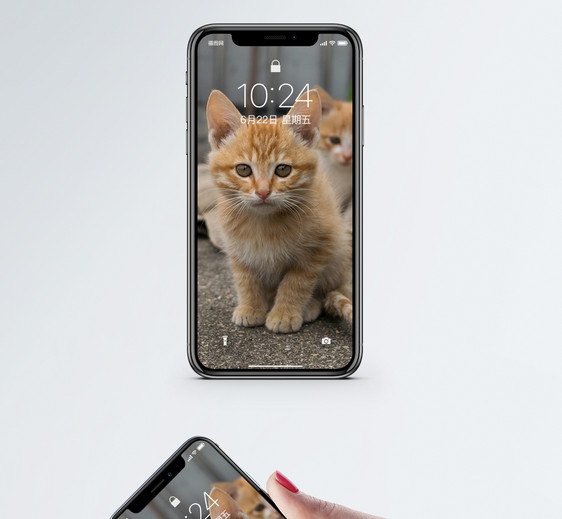 两只小橘奶猫手机壁纸图片