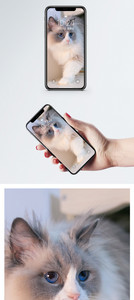 蓝眼猫手机壁纸图片
