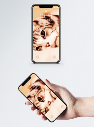 手抓头的猫手机壁纸图片
