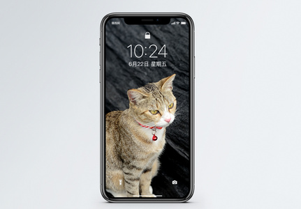 俯拍猫图片手机壁纸高清图片